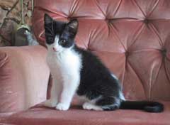 KITTEN